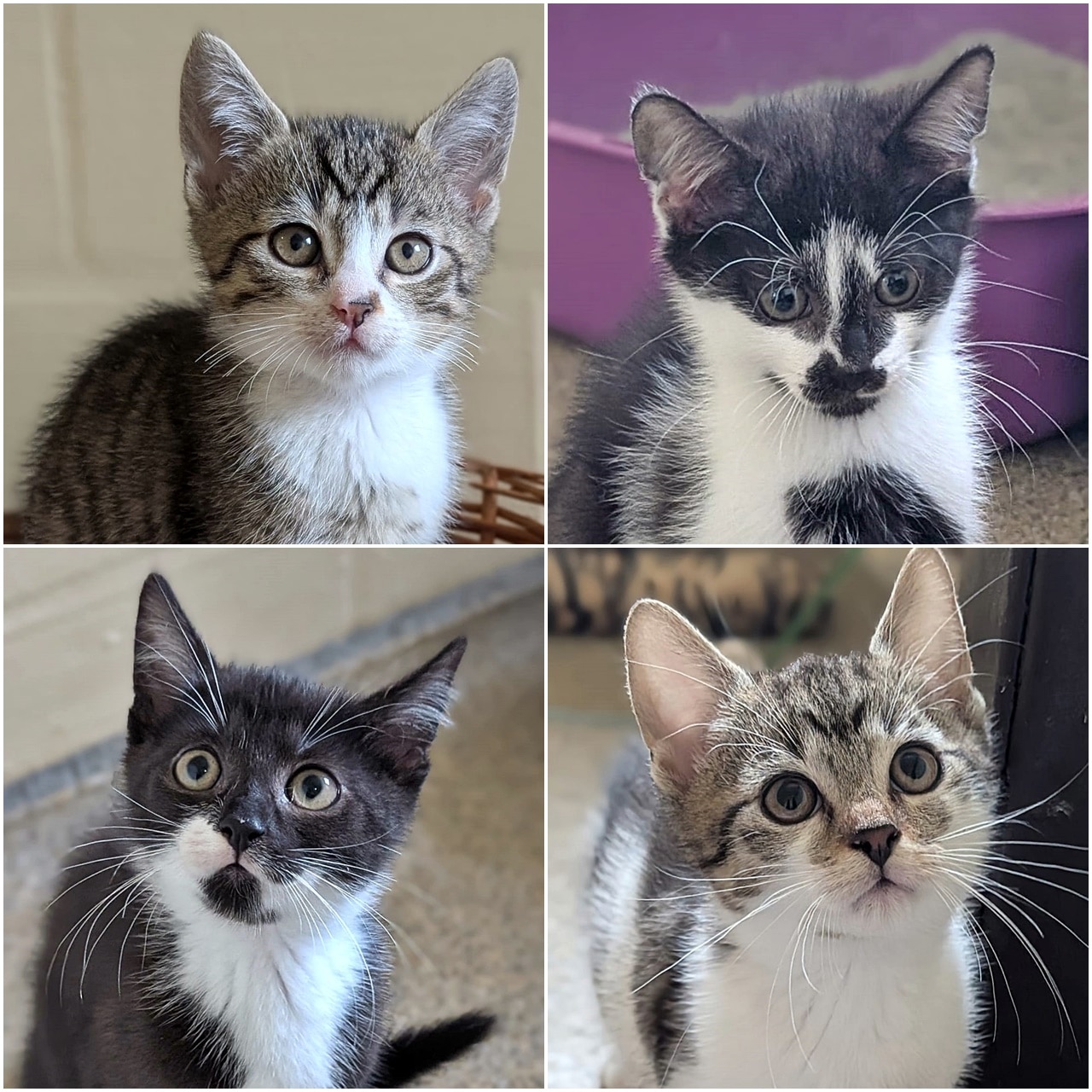 Olec, Bolec, Tonja und Rasputin