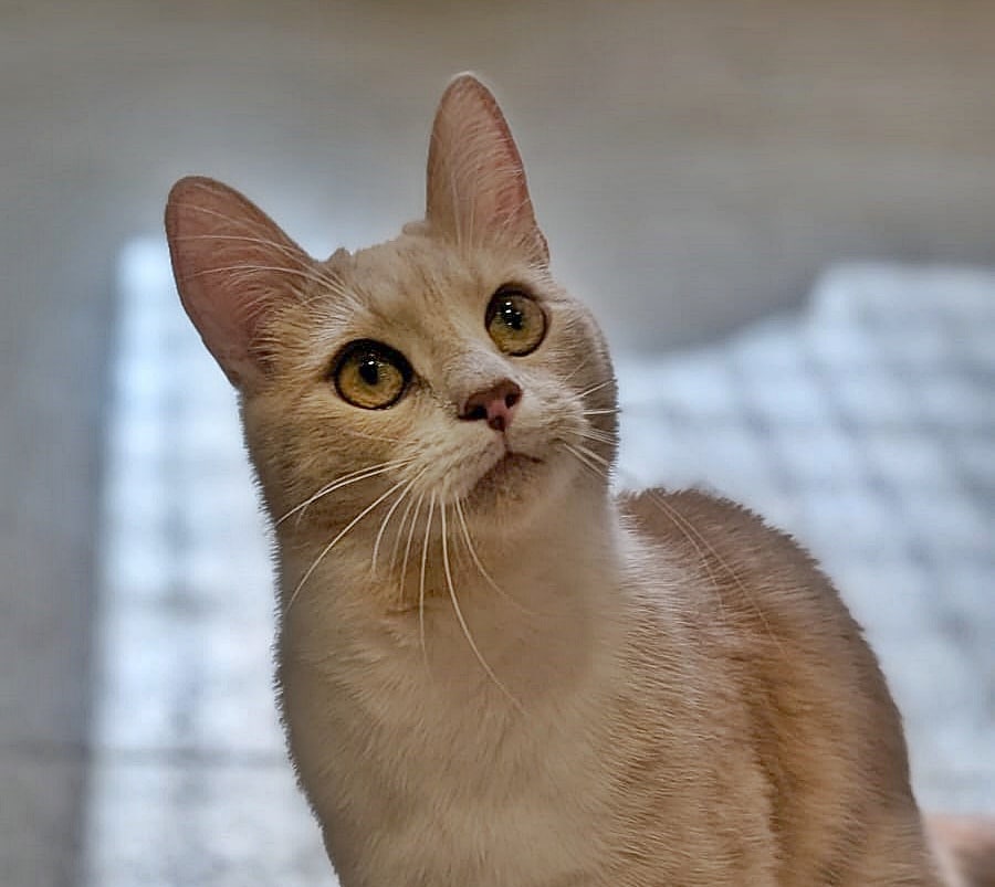 Scream Kopf2 neu (23)