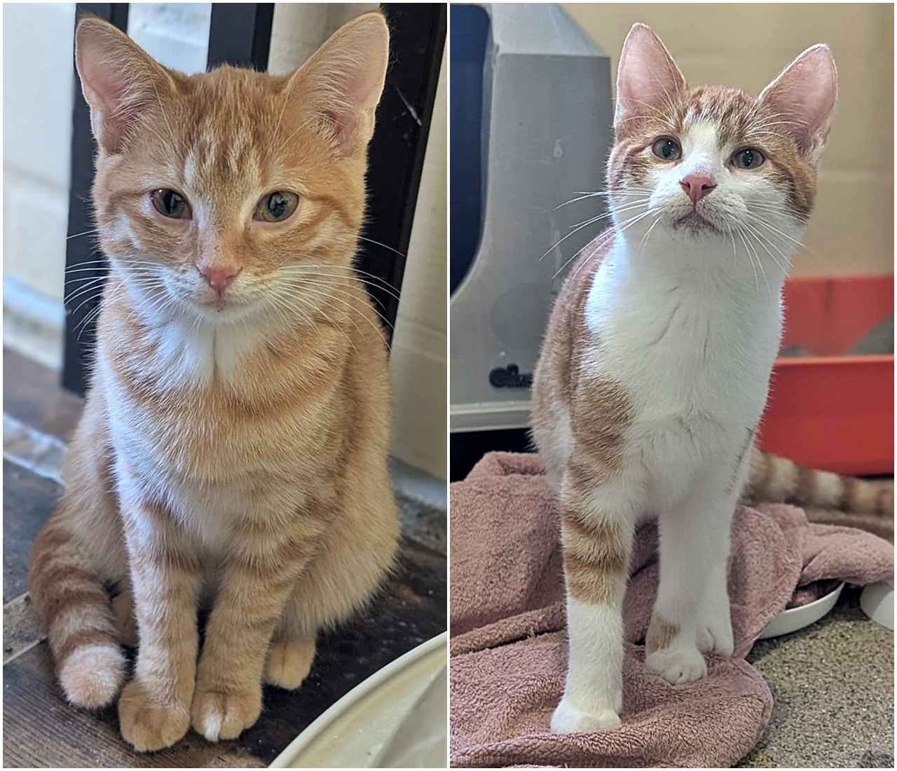 Ginger und Dandelion