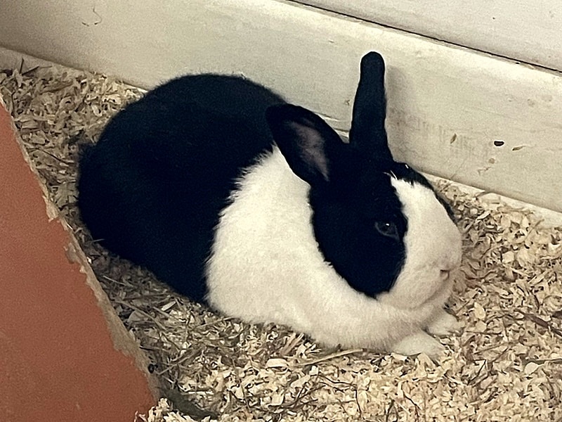 Fundkaninchen und Fundkatze