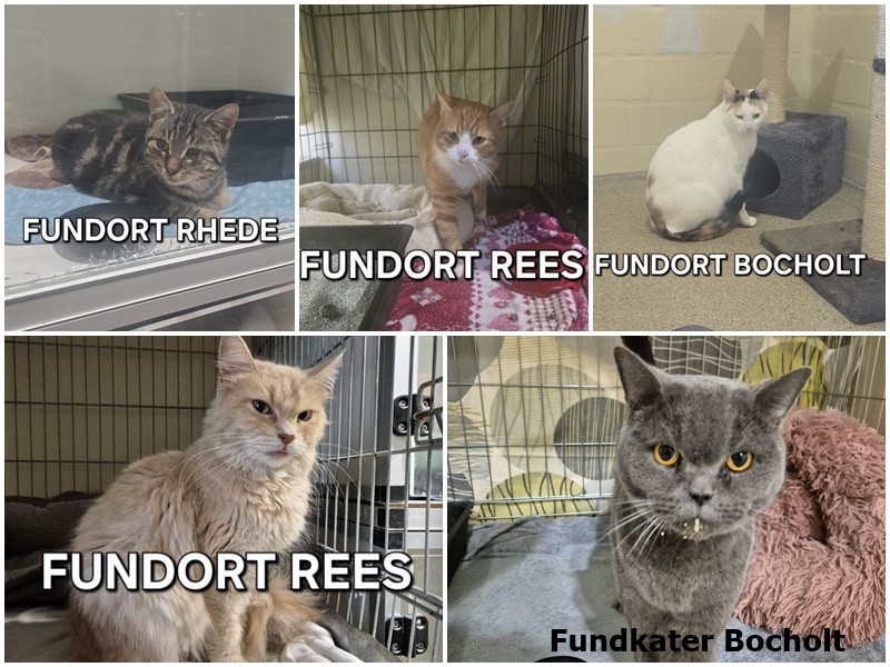 Fundkatzen der vergangenen Tage