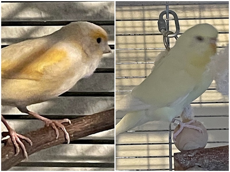 Kanarienvogel und Wellensittich gefunden