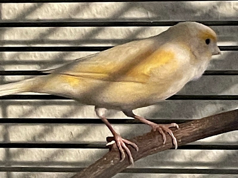 Kanarienvogel gefunden