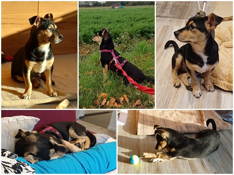 Pebbles berichtet aus seinem neuen Zuhause