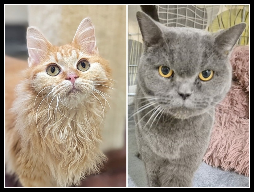 zwei zarte Seelen haben uns verlassen...