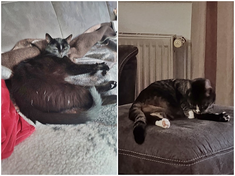 Grüße von Ted und Bailey (jetzt Emmi)