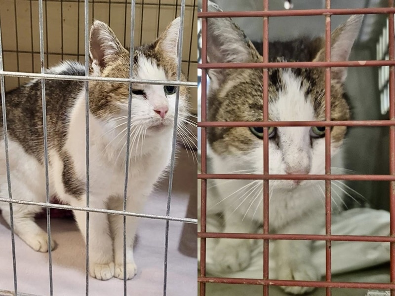 Es gibt noch eine Fundkatze...