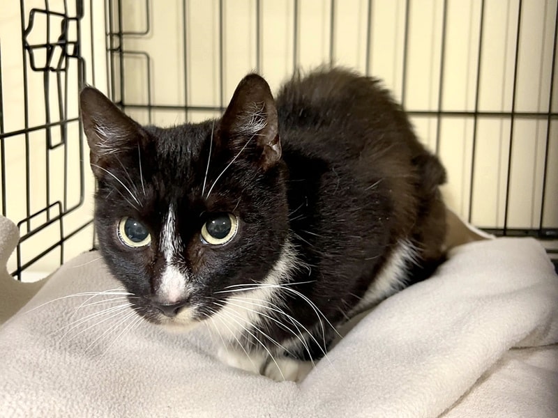 Wer kennt diese Katze?