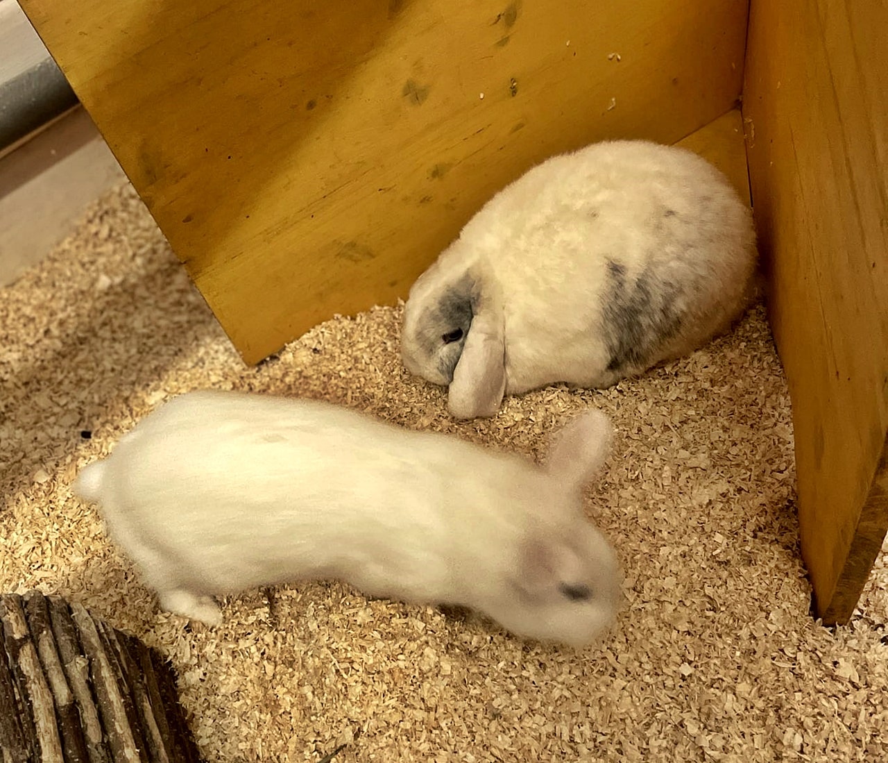 Gismo und Floppi (6)