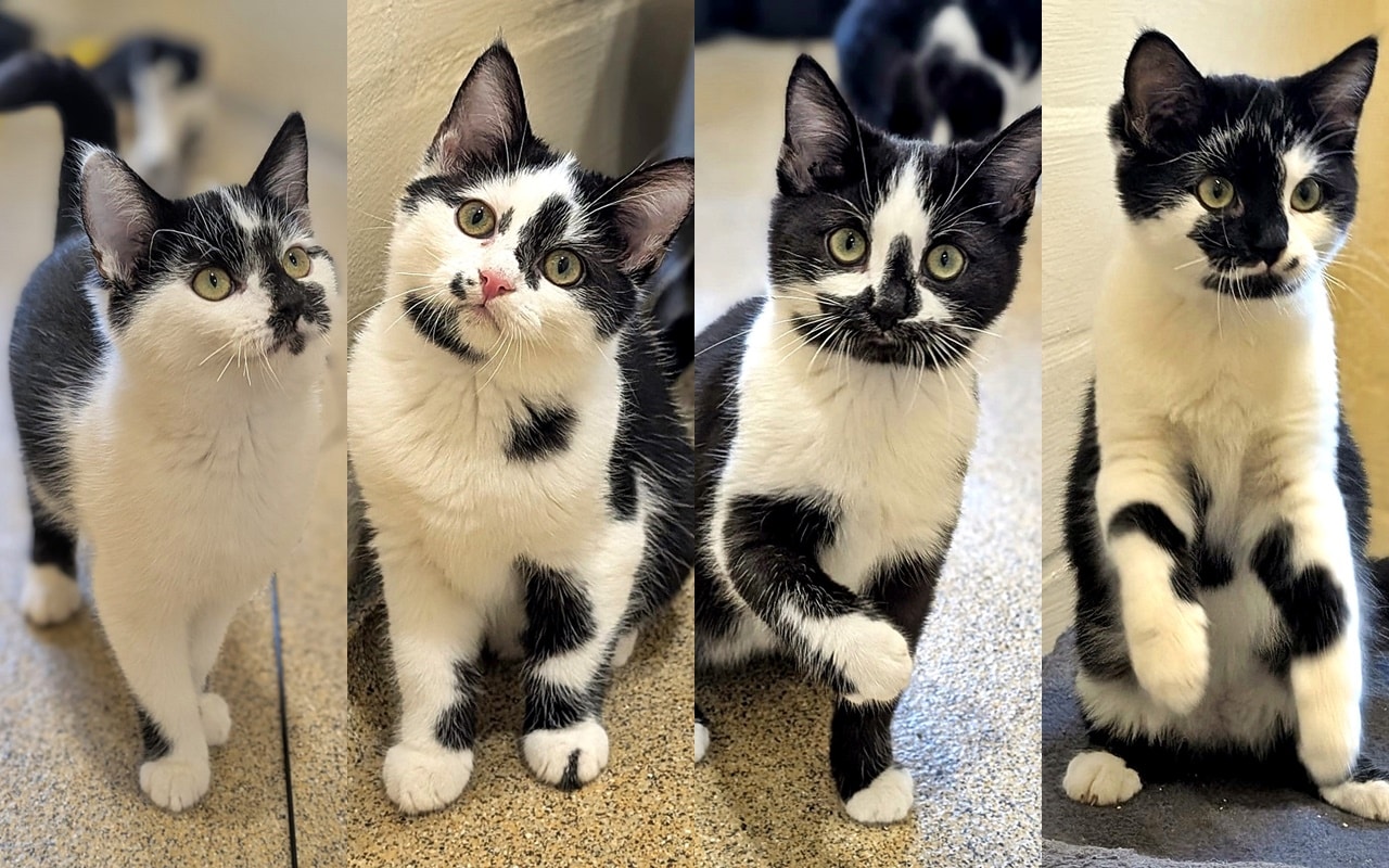 Karla, Kathrin, Kolumbus, Kurt