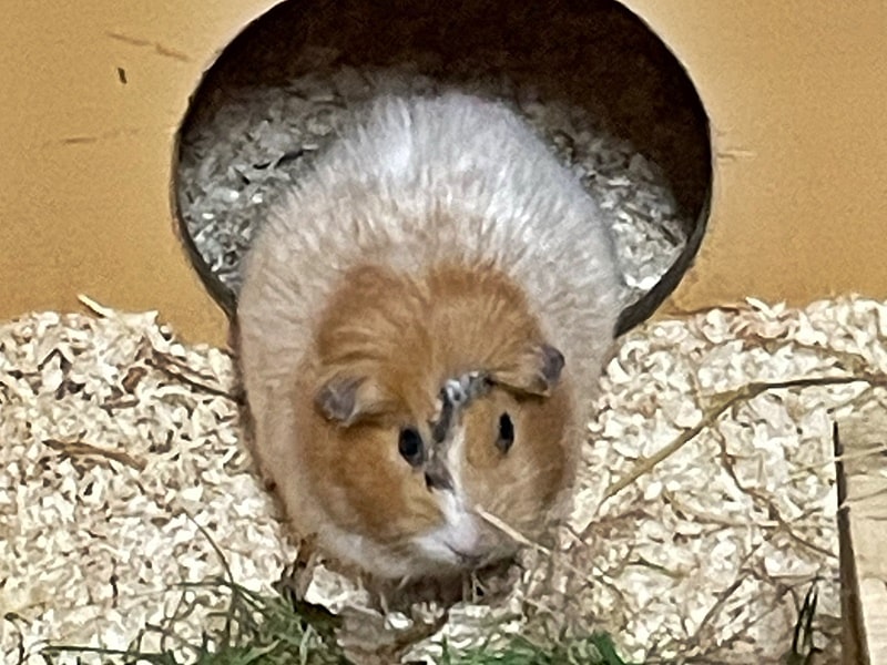 Meerschweinchen gefunden