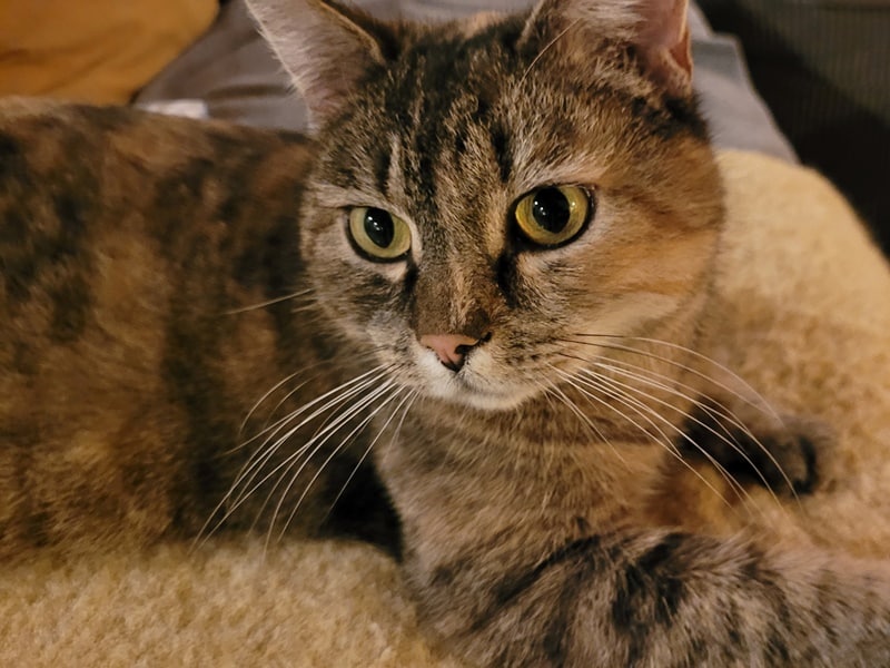 Mimzy ist ein glückliches Christkind