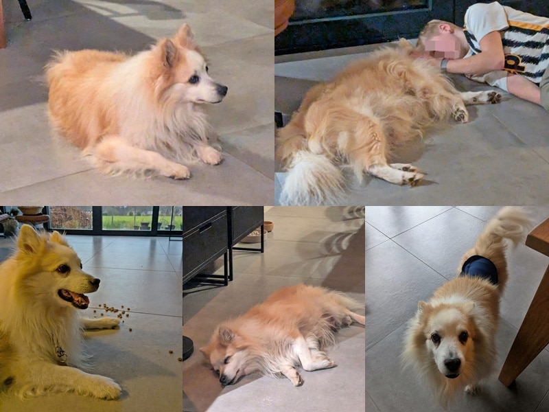 Snoopy hat seinen Altersruhesitz gefunden