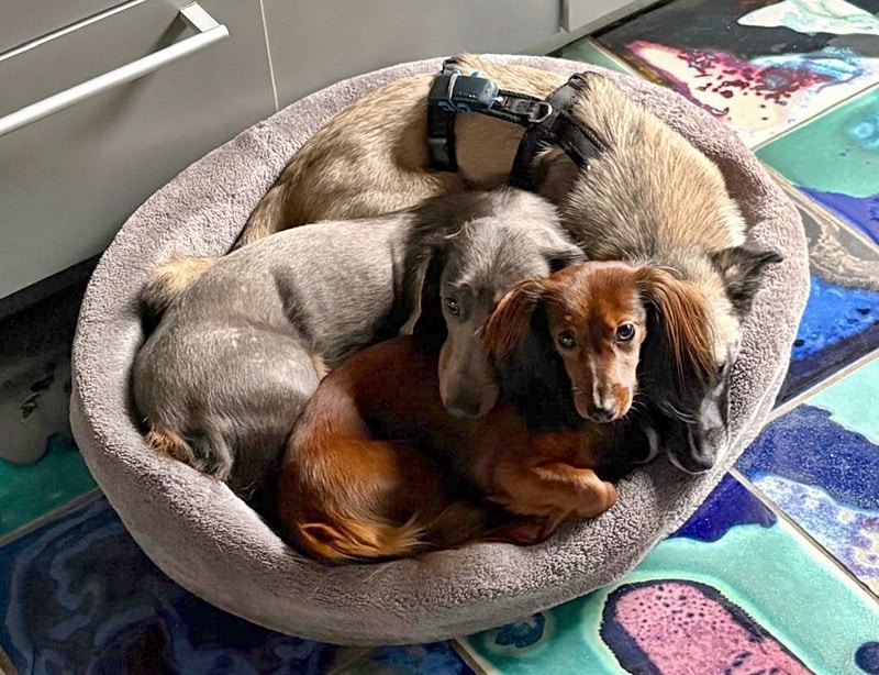 Suki, Thalia und Lilly - aus der Hölle ins Paradies