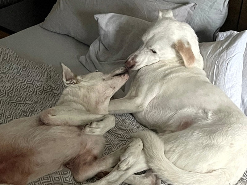 Adam und Nesh sind im Paradies