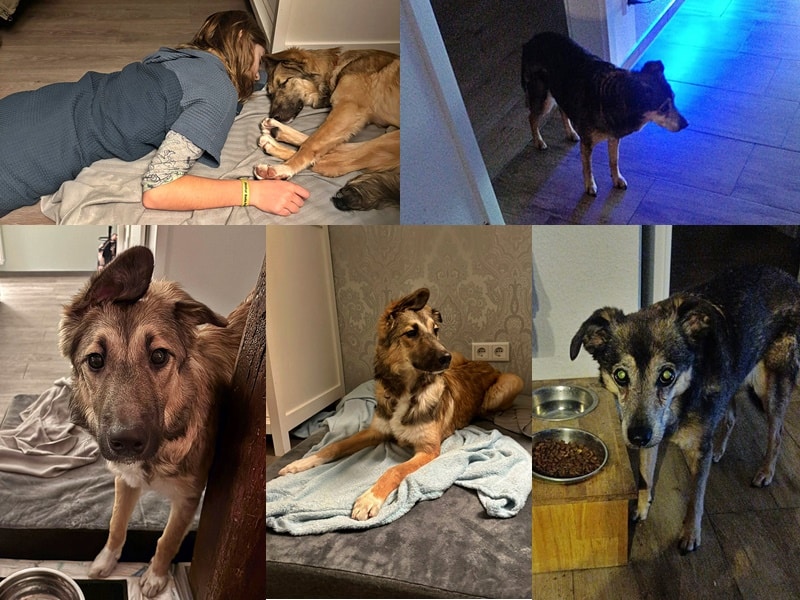 Viele glückliche Hundegesichter