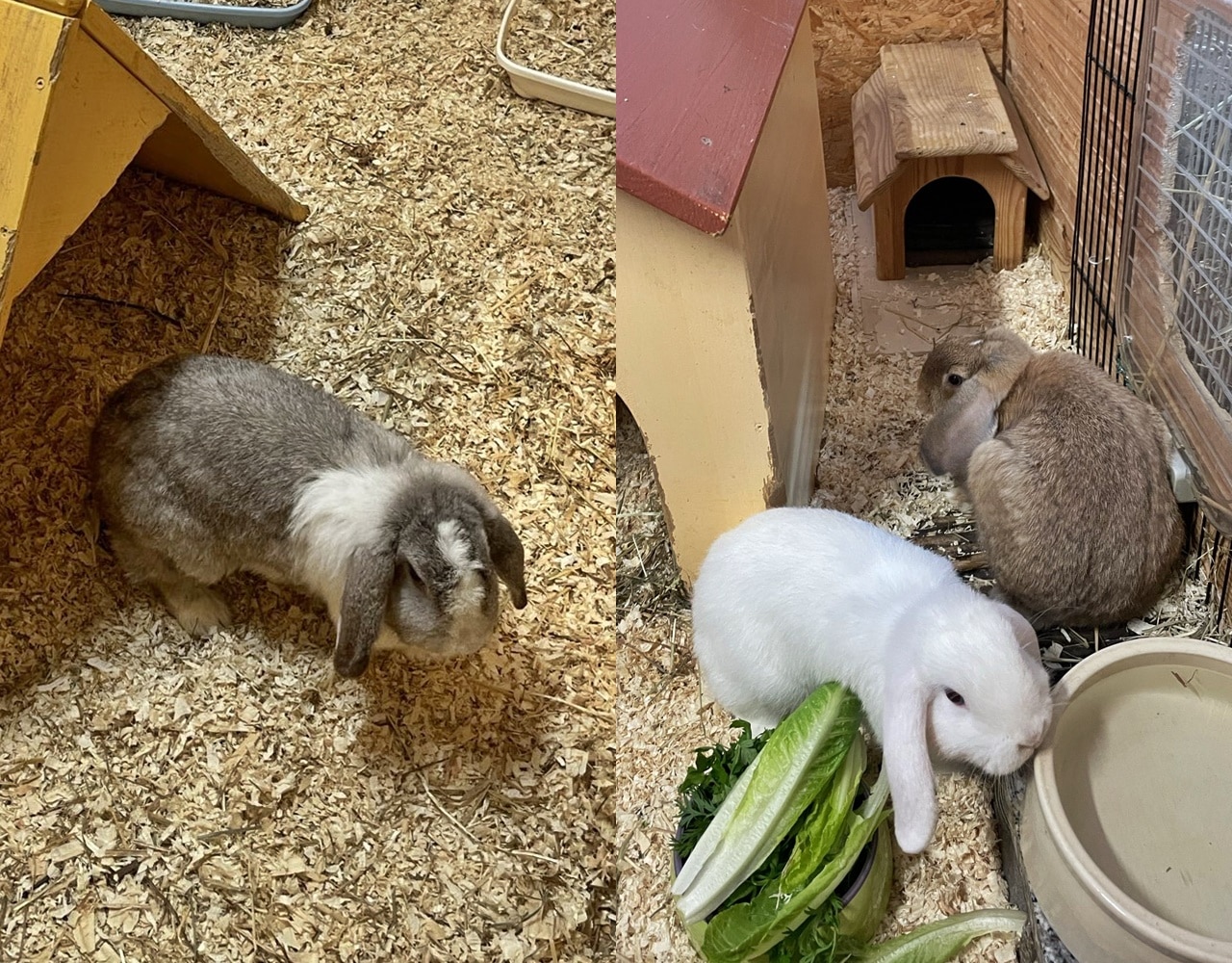 Knuffi, Hopsi und Flauschi