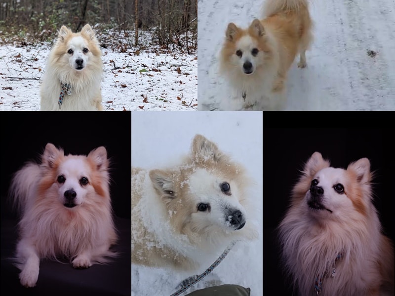 Der alte Snoopy wird wieder jung :-)