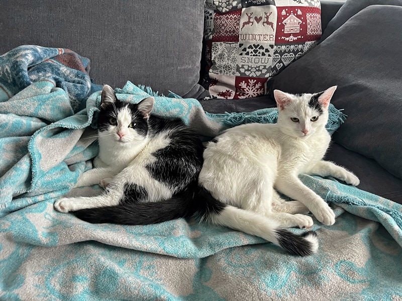 Tilly und Lilly sowie Tonja und Rasputin sind gut angekommen