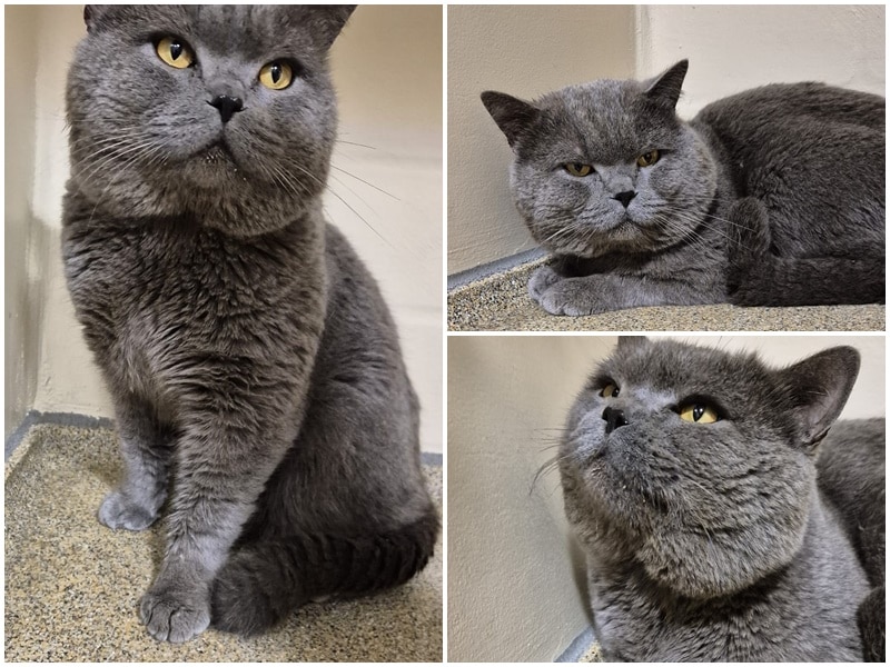 Besitzer von grauem Fundkater aus Bocholt gesucht