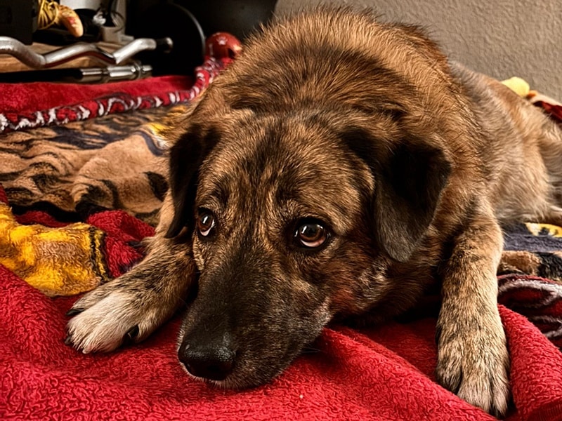 Für unseren Ernie beginnt das Glück :-)