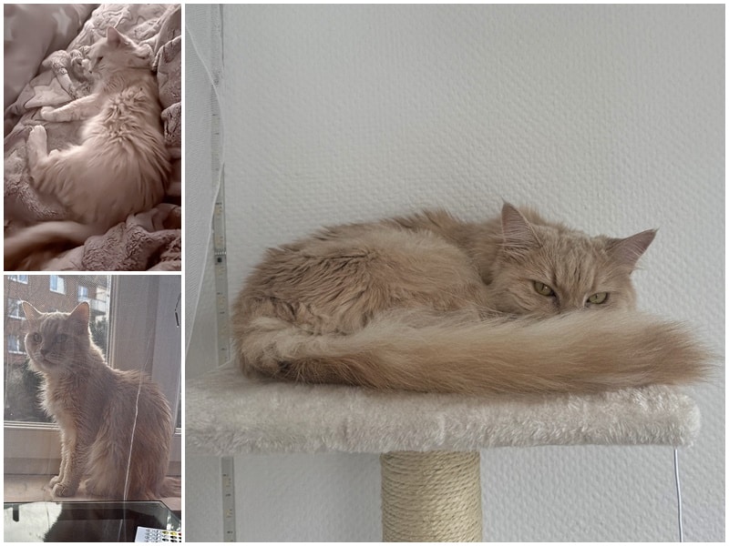 Liebe Grüße von Fox