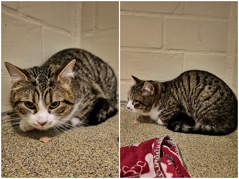 junge Katze in Rhede gefunden