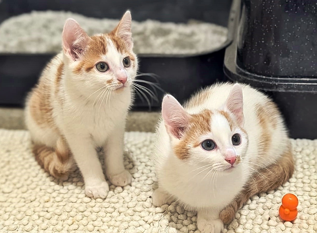 Ketheric und Malus (3)