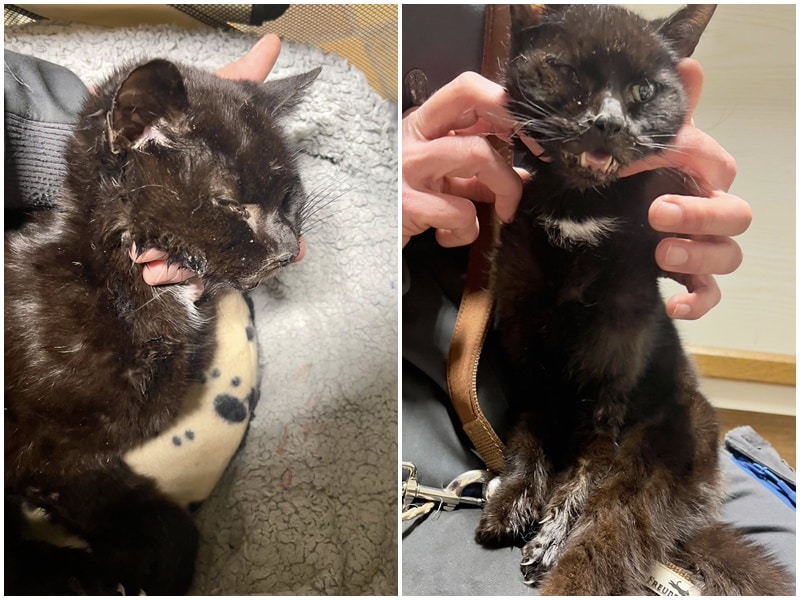 Unfallkatze aus Bocholt sucht Besitzer