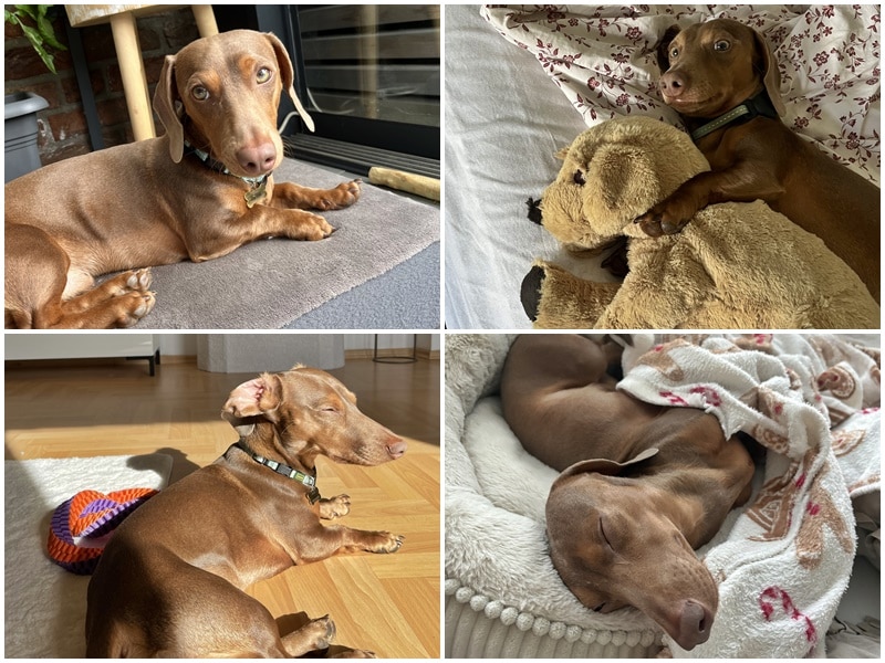 Dackel Alfred lässt mal wieder von sich hören