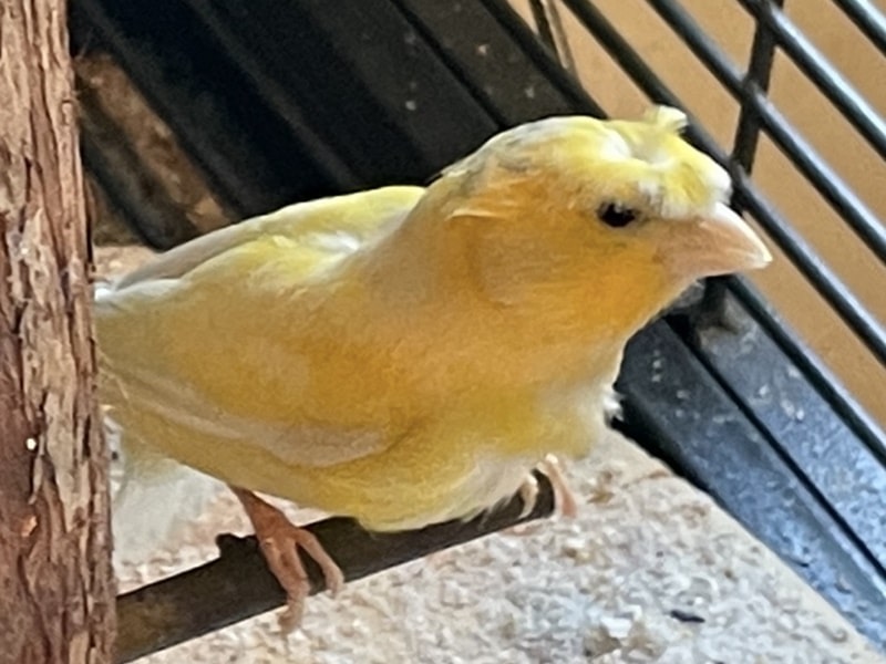 Kanarienhahn aus Rees sucht seinen Besitzer