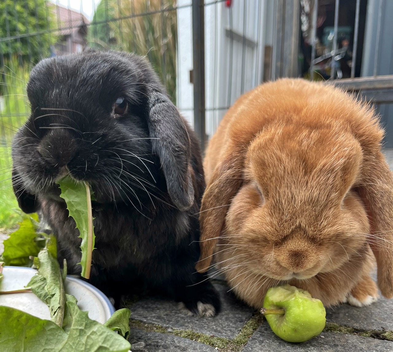 Pepper und Moris (3)