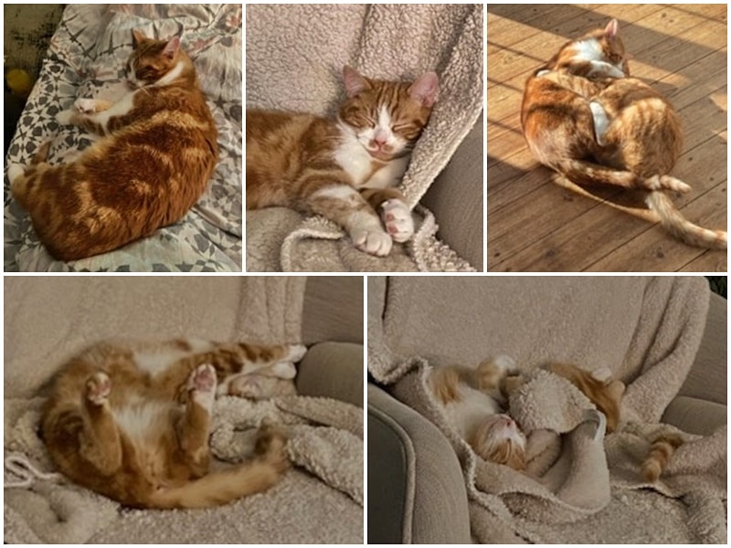 Pumuckl ist glücklich