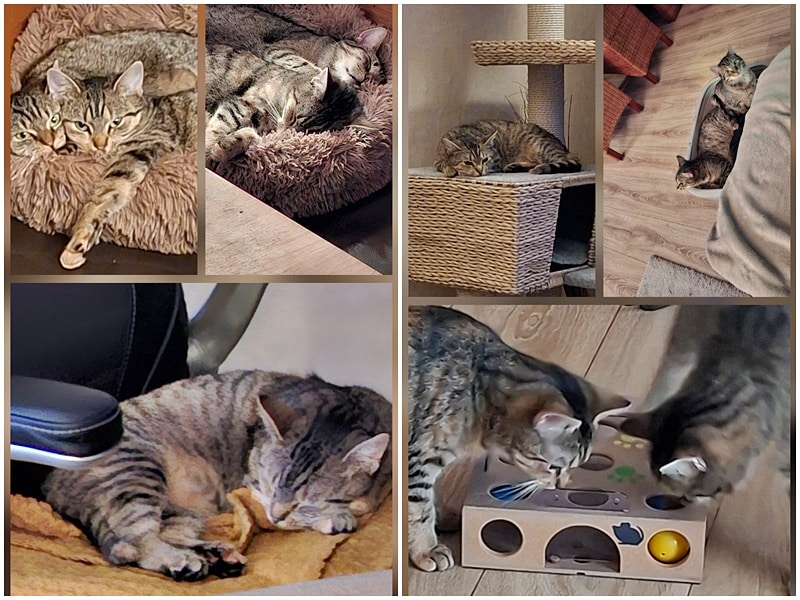 Shenzi und Bensai tauen im neuen Zuhause auf