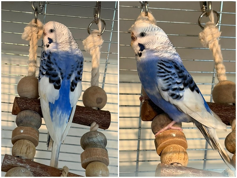 Fundsittich- Besitzer gesucht