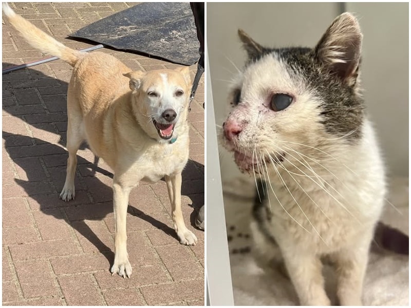 Zwei arme Seelen suchen dringend ihre Besitzer