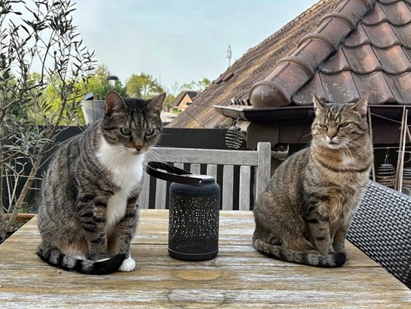 Benji hat sich wunderbar eingelebt