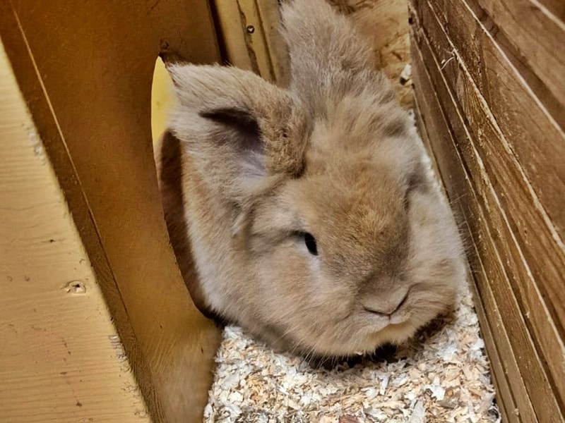 Kleines Kaninchen sucht seine Familie