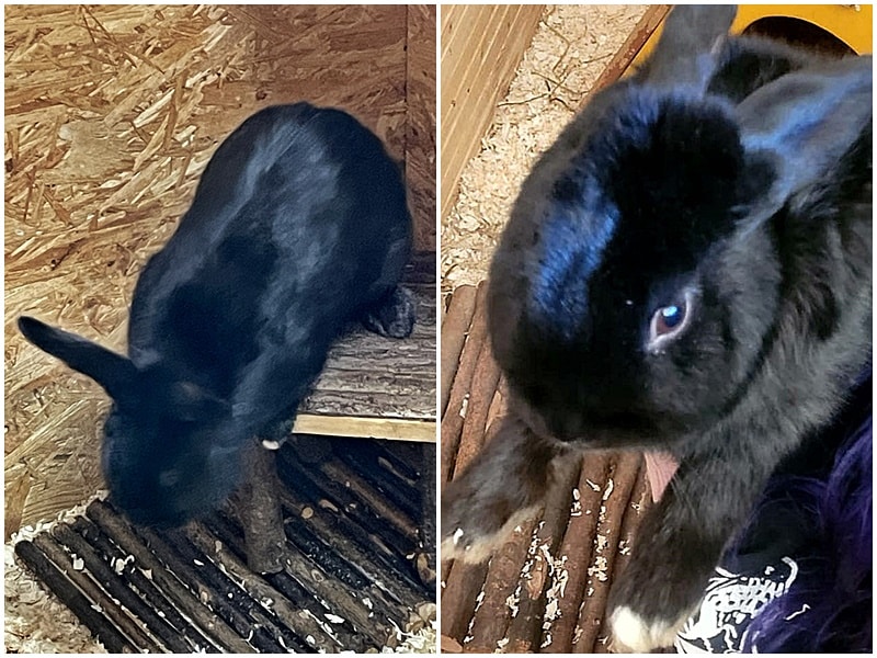 Zwergkaninchen sucht seinen Besitzer