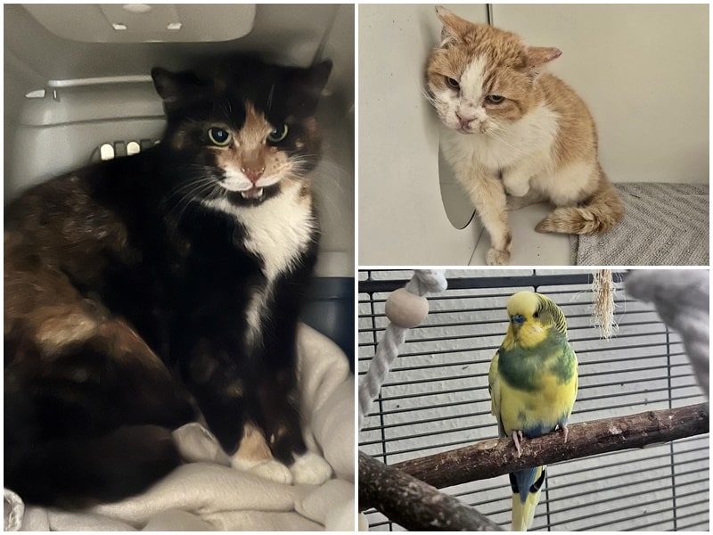 Drei Fundtiere in den letzten Tagen