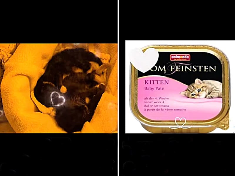 Wer spendet uns (für) Kittenfutter?