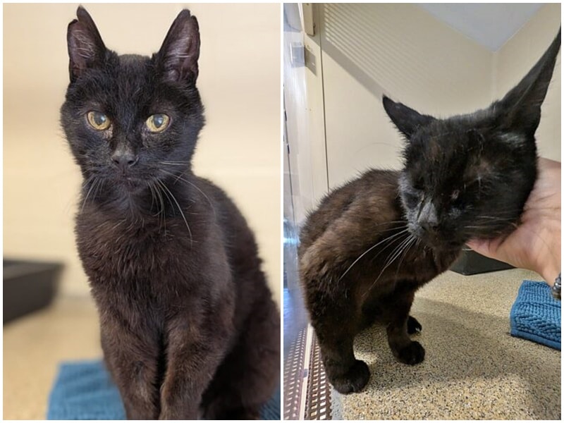 Opa Shinji leidet im Tierheim