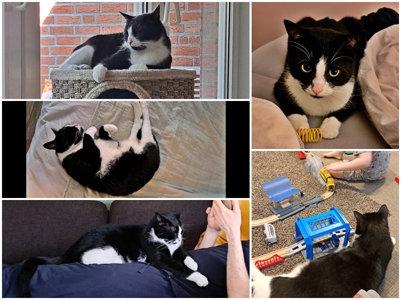 Siri hat sich toll eingelebt