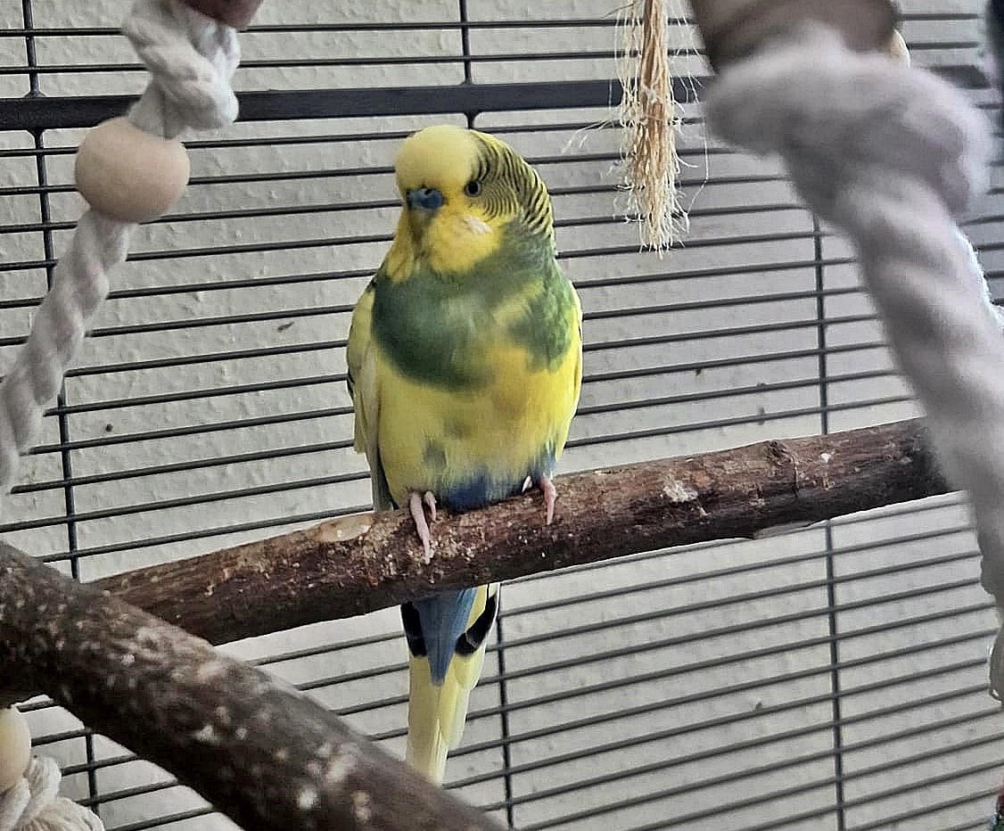 Albin, Welli (2)