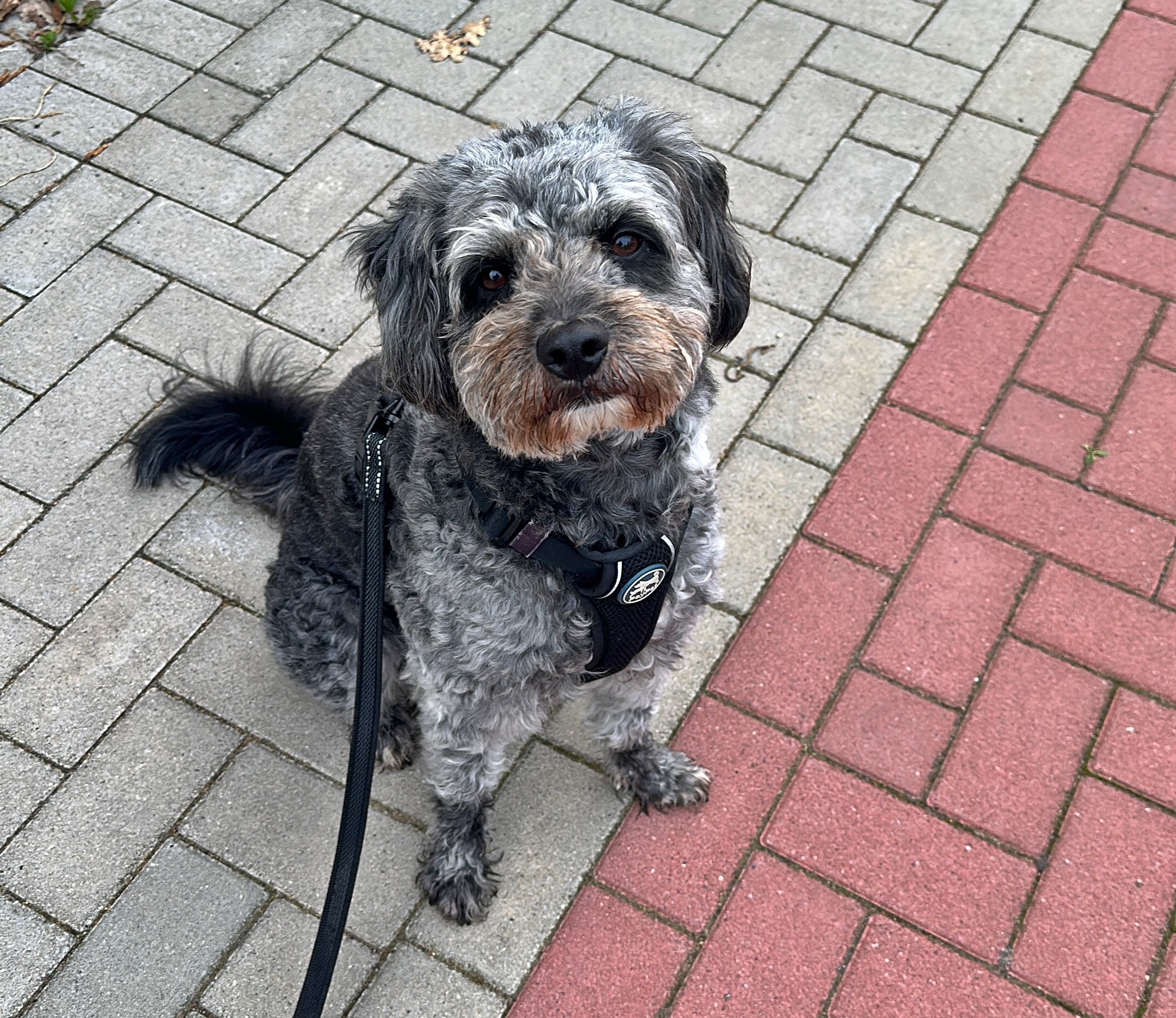 Bella