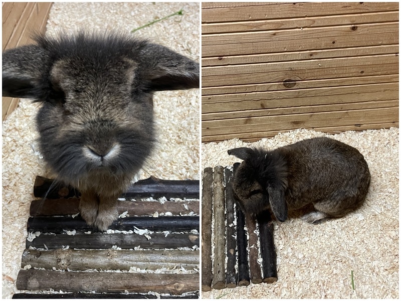 süßes Kaninchen sucht seine Besitzer