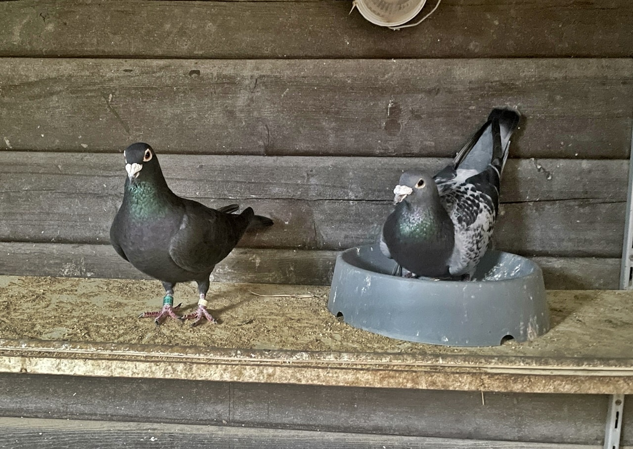 Tauben im Tierheim (5)