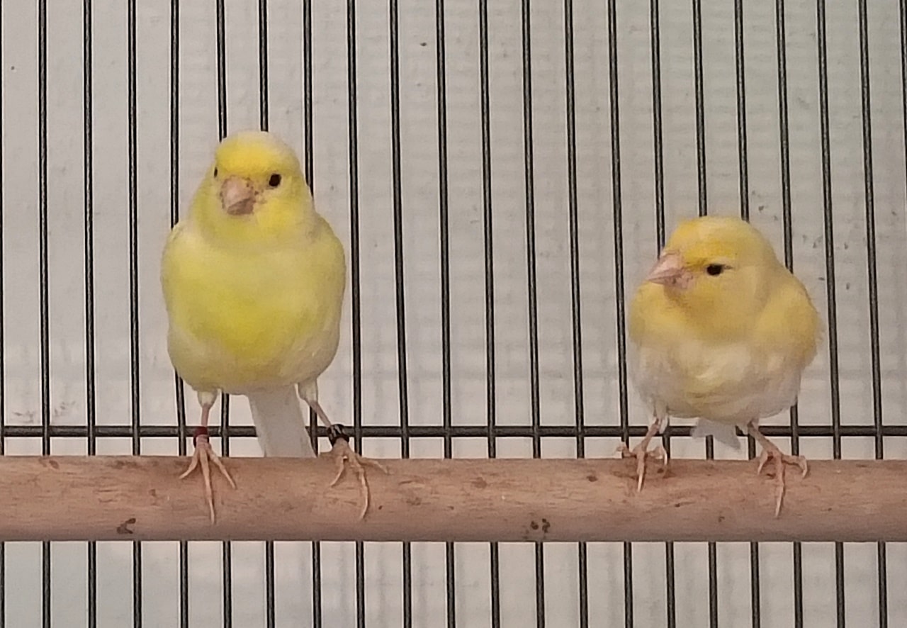Buttercup und Tweety (3)