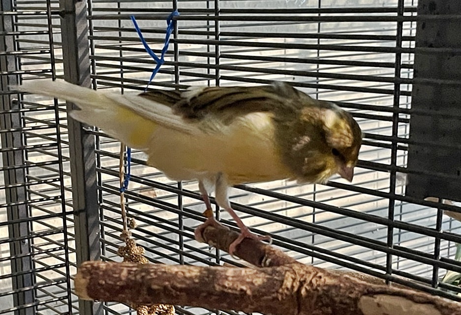Federball (5)