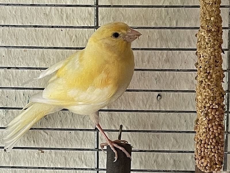 Kanarienvogel gefunden